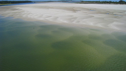 Northern Florida mudflat